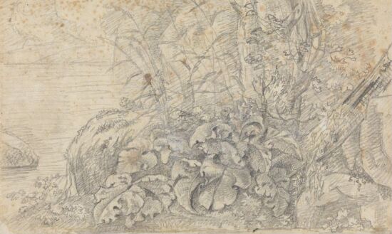 Plantestudie, etter Jan Both