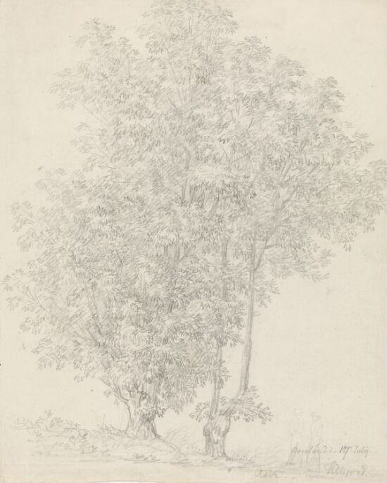 Asketrær, Øverland