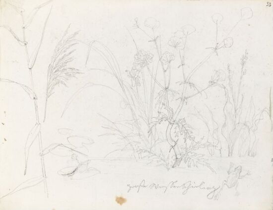 Frosk, siv og selsnepe