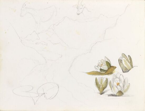 Fjellandskap; geiter; vannliljer