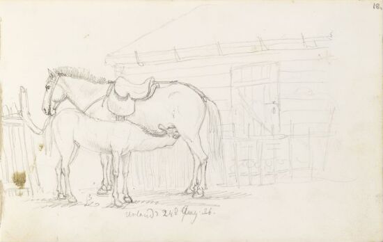 Føll og hoppe, Aurland