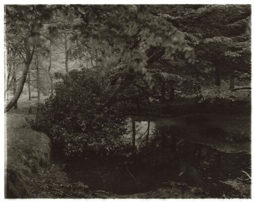 Skog, Glen Etive, Skottland