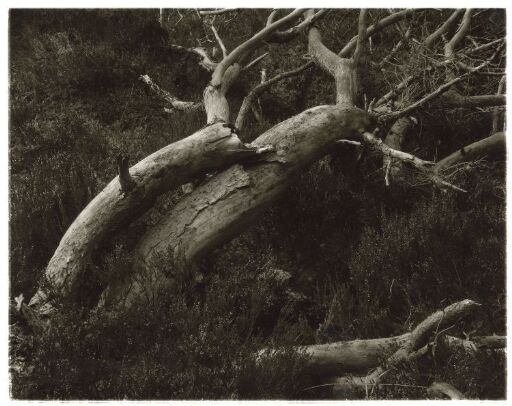 Trestammer, Glen Affric