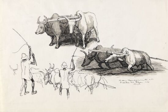 Afrikanske oksespann fra Endebess