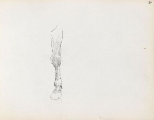 Studie av et hestebein