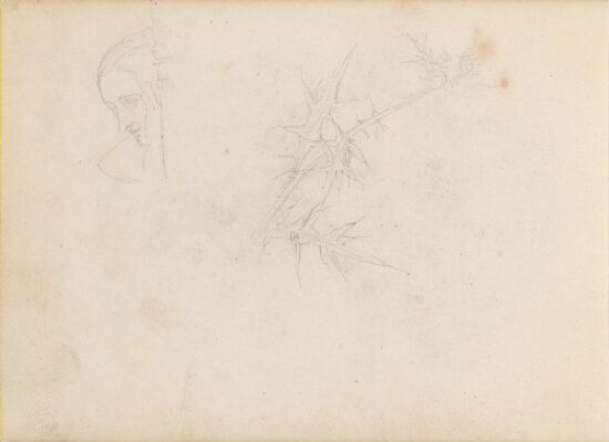 Kvinnehode; bladstudie