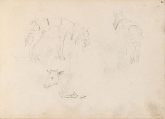 Studier av hest og ku