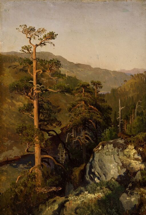 Rocky Landscape with Pinetreees