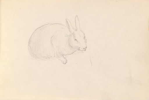 Hare