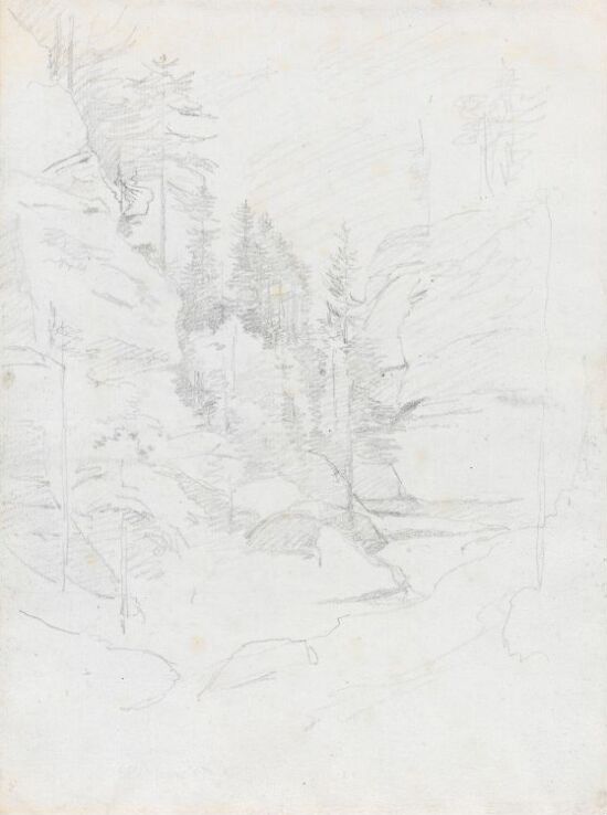 Bekkedal med grantrær