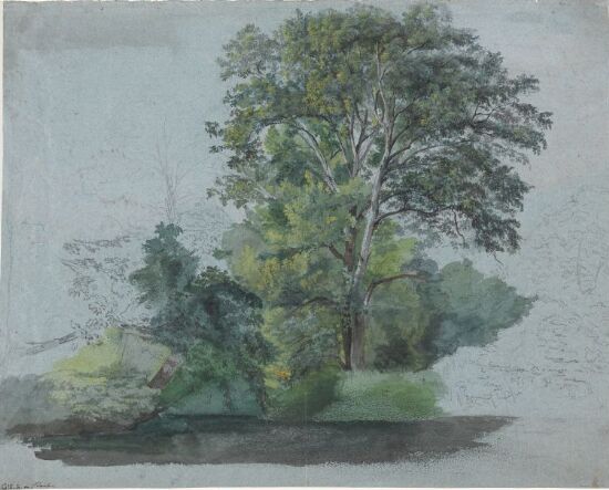 Løvtrær fra Prater i Wien