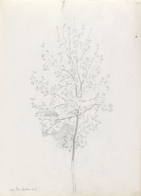 Ung lønn, Bad Sachsa