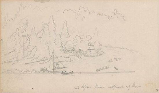 Nedblåst skog ved kysten