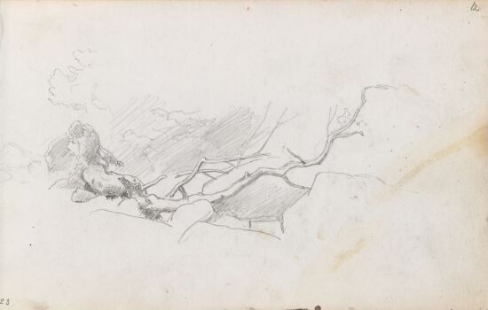 Nakent nedblåst tre