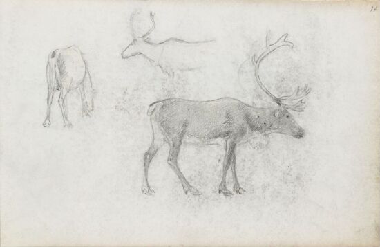 Studier av hjort