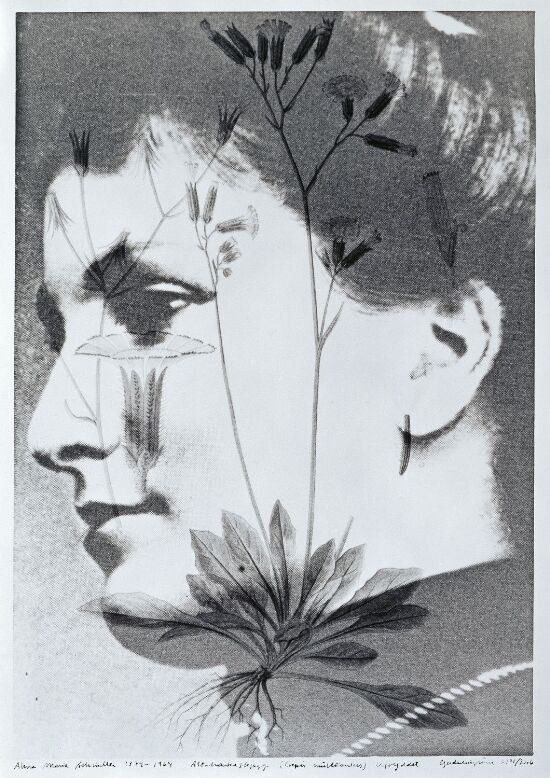 Alma Maria Schindler (1879–1864) Altaihaukeskjegg, Crepis multicaulis, utryddet