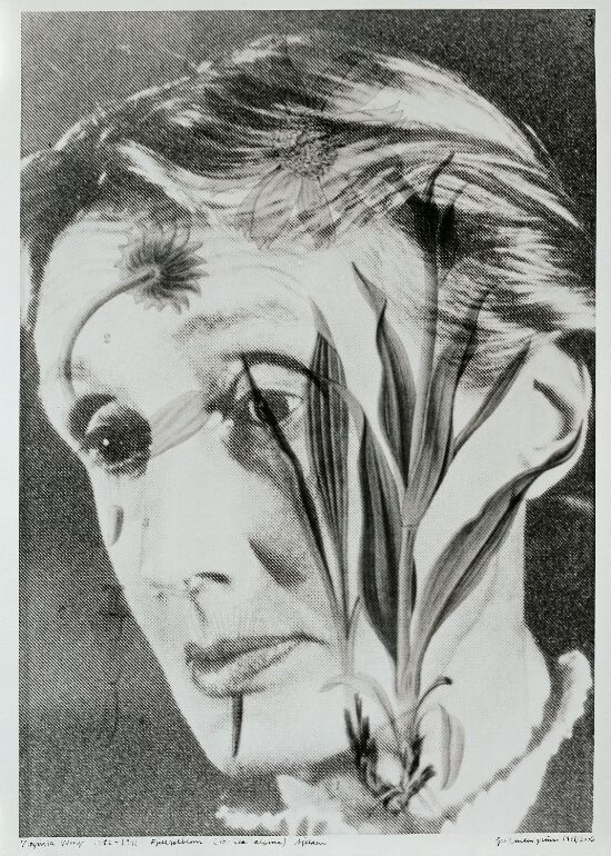 Virginia Woolf (1882–1941) Fjellsolblom, Arnica alpina, sjelden