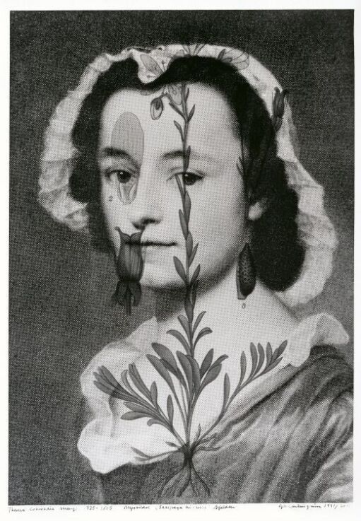 Theresa Concordia Mengs (1725–1805) Myrsildre, Saxifraga hirculus, sjelden