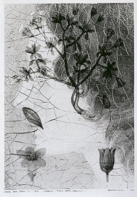 Emily Jane Brontë (1818–1848) Lapprose, Rhododendron lapponicum, meget sjelden