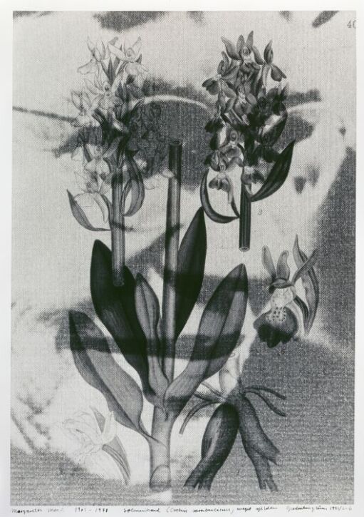 Margaret Mead (1901–1978) Søtmarihand, Orchis sambucinus, meget sjelden