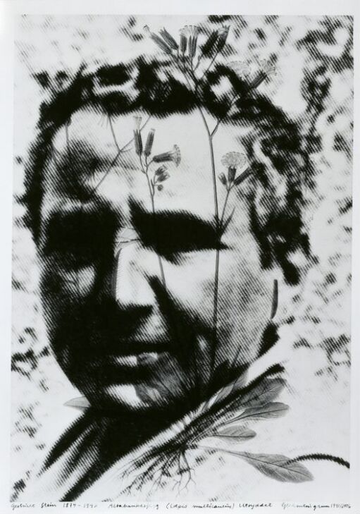 Gertrude Stein (1874–1946) Altaihaukeskjegg, Crepis multicaulis, utryddet