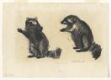 Two Raccoons III