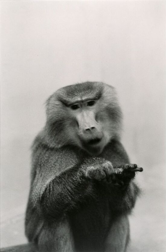 Maggie venstre hånd - høyre hånd?