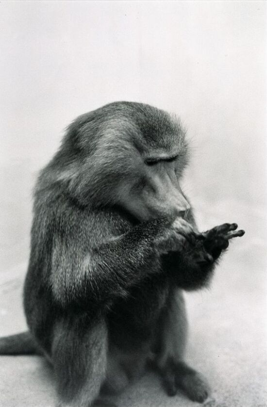 Maggie venstre hånd - høyre hånd?