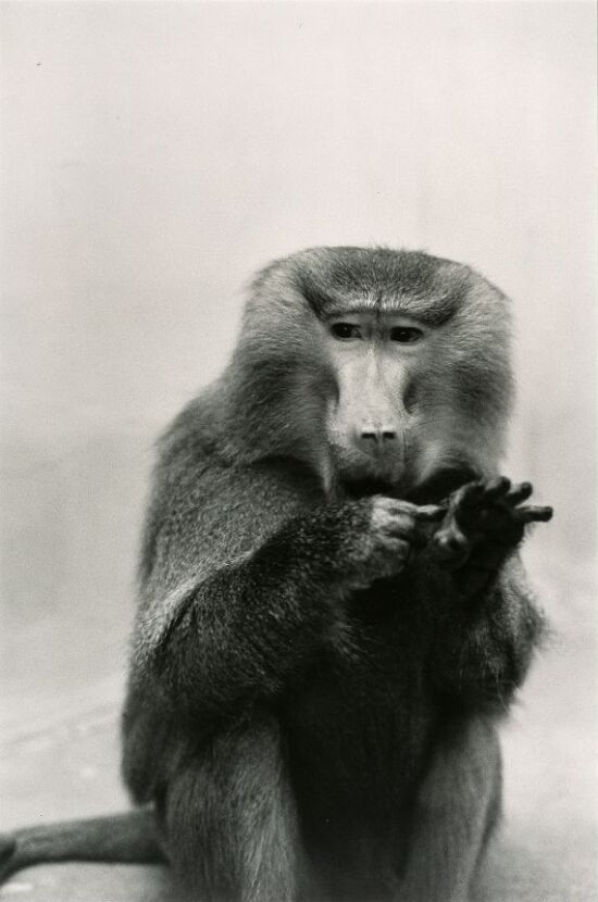 Maggie venstre hånd - høyre hånd?