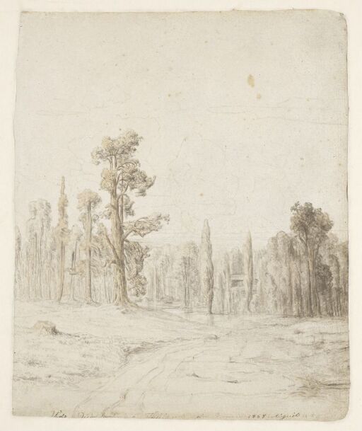 Forest Landscape with Poplars