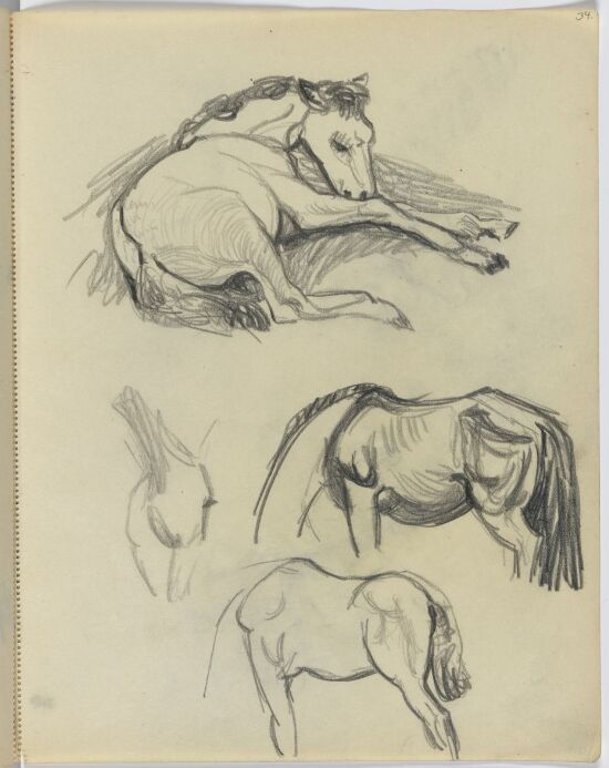 Horse Study
