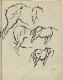 Horse Study
