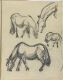 Horse Study