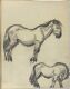 Horse Study