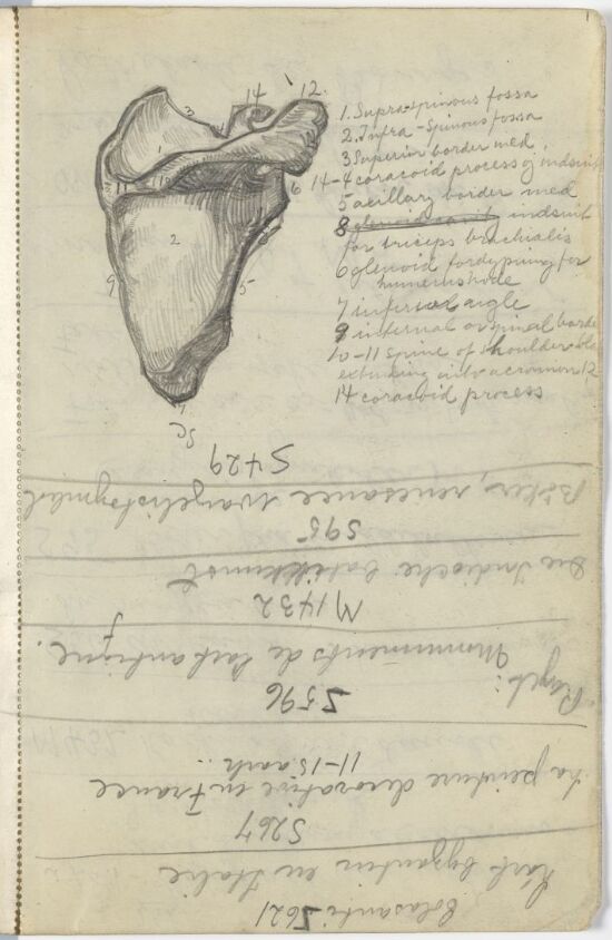 Anatomisk studie av skulderblad