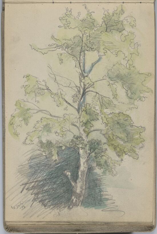 Study of a Tree