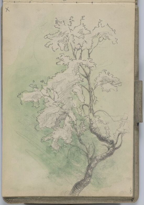 Studie av et tre