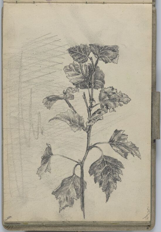 Study of Birch Leaves