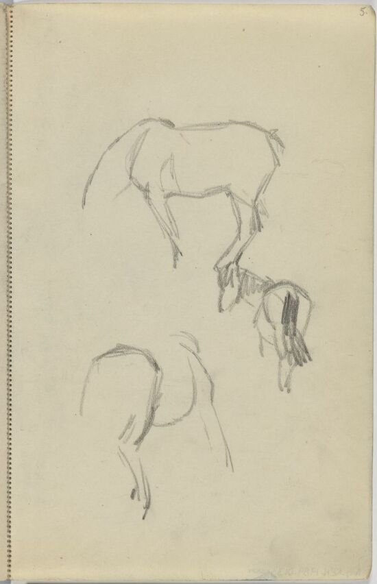 Study of Animals
