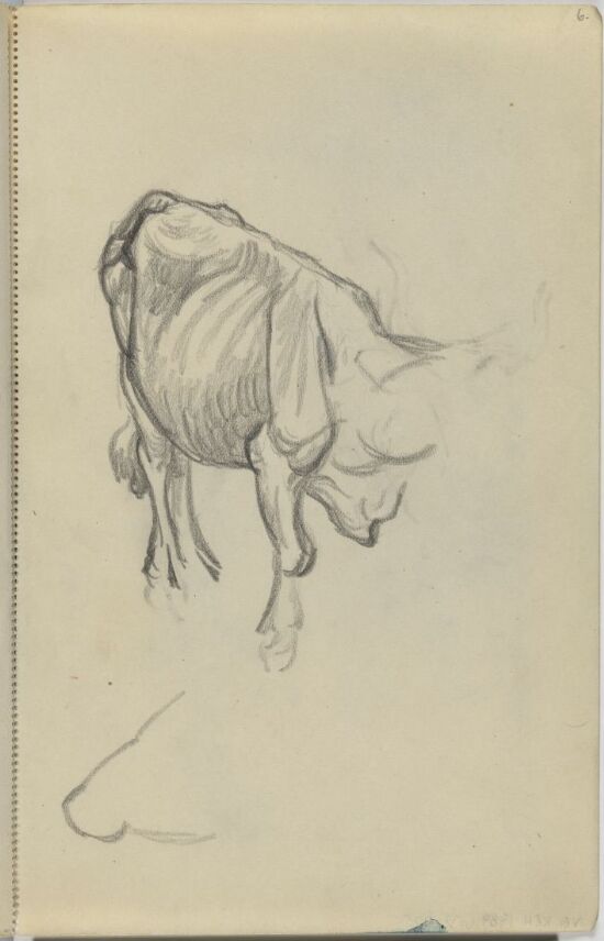 Study of Animals