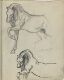 Horse Study