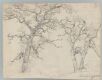 Study of trees, Feldafing, Bavaria