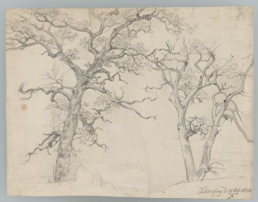 Study of trees, Feldafing, Bavaria