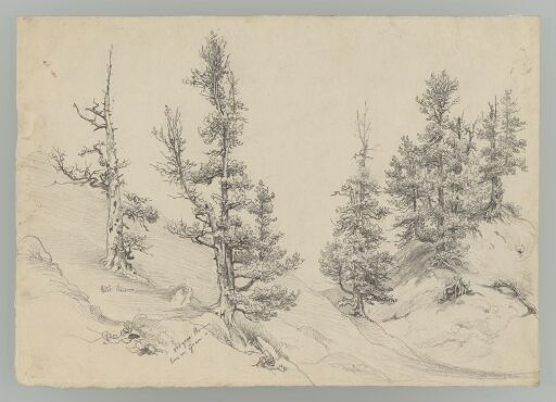 Tree studies, Kleine Scheidegg