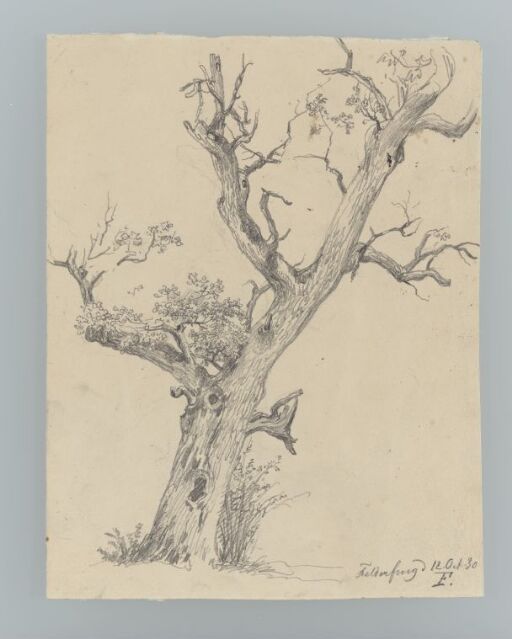 Tree study, Feldafing, Bavaria