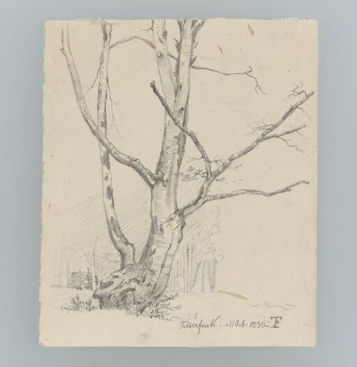 Tree Study, Feldafing, Bavaria