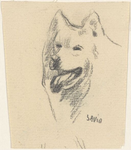 Studie av hundehode