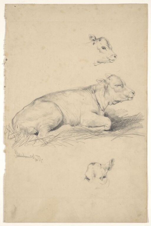 Lying Calf