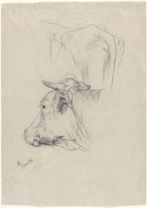 Head of a Cow