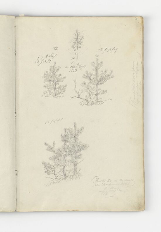 Studier av furutrær